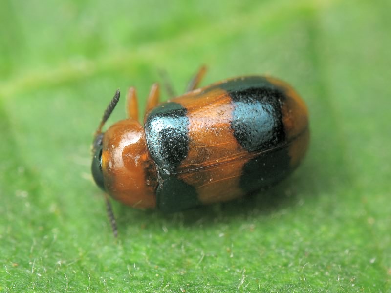 Coptocephala quadrimaculata (Linnaeus, 1767)
